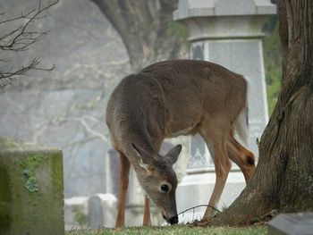 Close-up of a deer