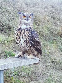 Portrait of owl perching on wood