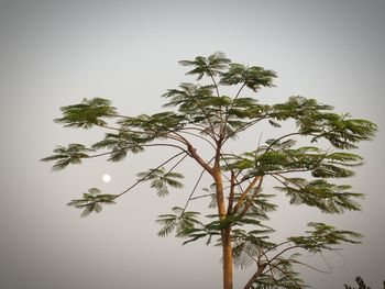 Low angle view of leaves