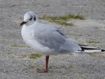 Close-up of bird perching on ground