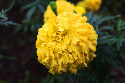 Close-up of yellow marigold flower