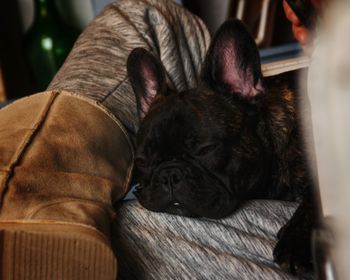 Close-up of a dog sleeping at home