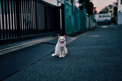 Portrait of stray cat sitting on road by building gate
