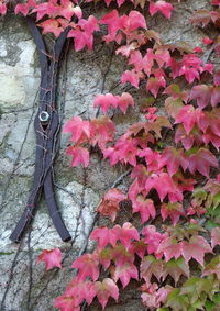 Close-up of pink flowering plants