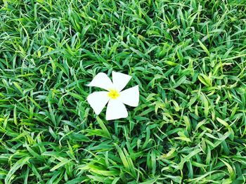 High angle view of white flower on field