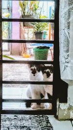 Close-up of cat seen through window