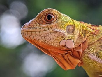 animal themes