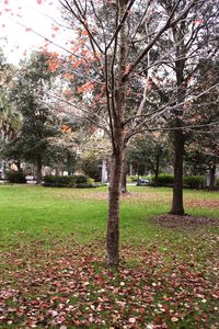 Trees in park