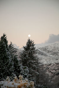 Pine trees against sky during winter