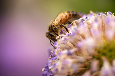 Close-up of bee pollinating on purple flower