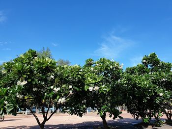 Trees on field against blue sky