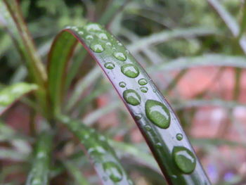 Close-up of water drops on leaf