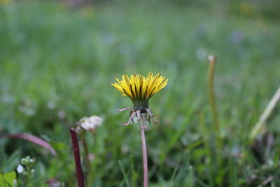 Close-up of flower against blurred background