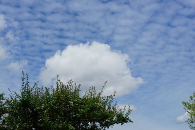 Low angle view of trees against sky