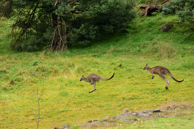 Deer in a forest