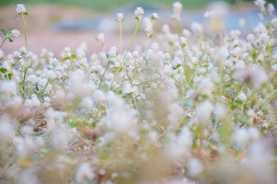 Close-up of flowers growing in field