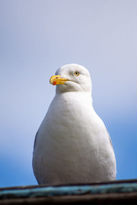 Close-up of seagull