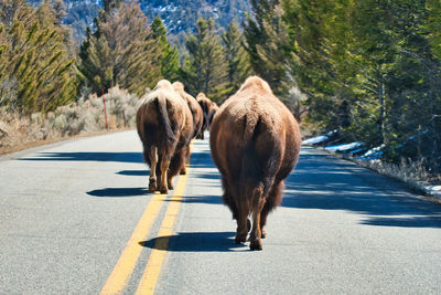 Bison walking center of road at yellowstone national park.