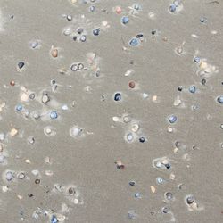 High angle view of shells on sand