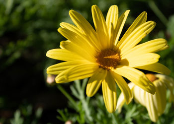 Close-up of yellow flower