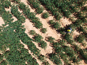 High angle view of plants growing on land