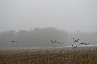 Birds at field during foggy weather