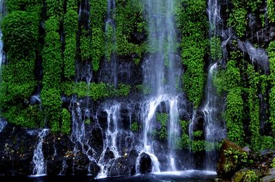 View of waterfall in forest