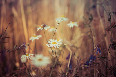 Close-up of flowering plants on land