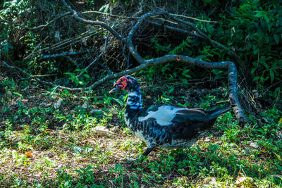 Bird in a forest