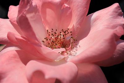 Close-up of pink rose flower