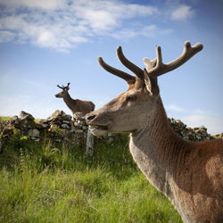 Two deer standing on field