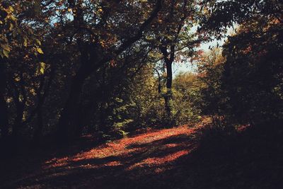 Trees in forest during autumn