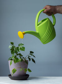 Woman holding potted plant on table