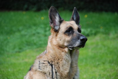 Close-up of dog on field