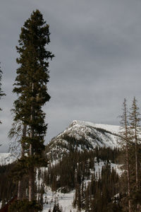 Pine trees on snowcapped mountains against sky