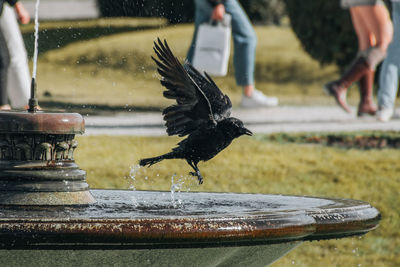 Low angle view of bird flying of a water fountain