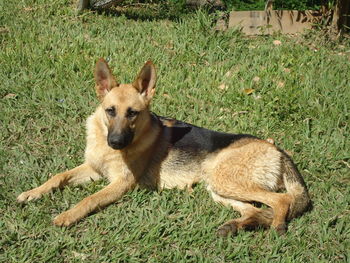 Dog relaxing on grassy field