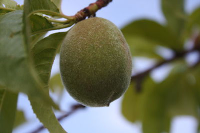 Close-up of leaves on tree