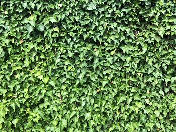 Full frame shot of green leaves