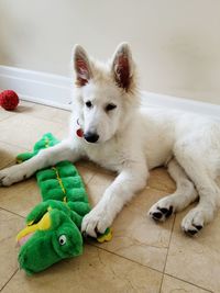 White shepherd puppies