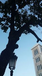 Low angle view of trees against clear sky