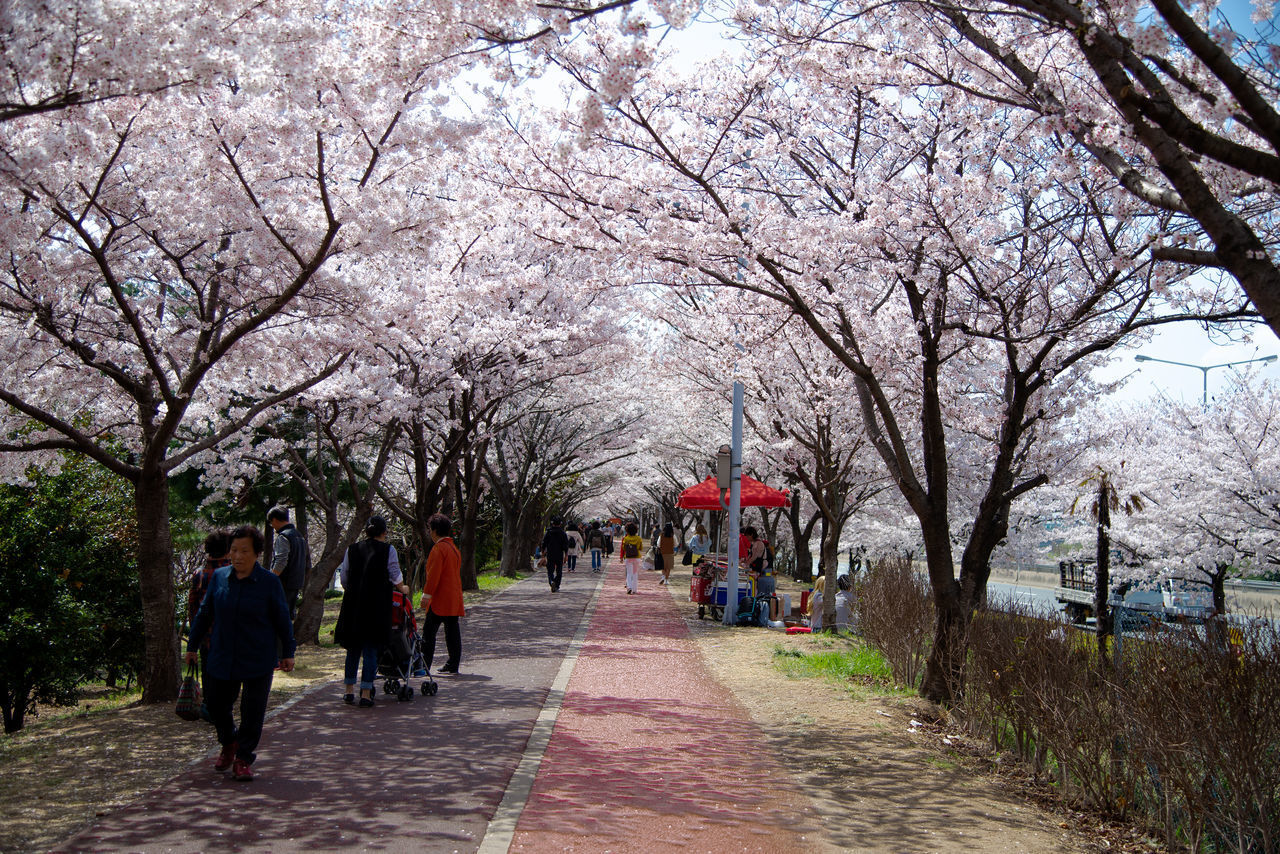 GROUP OF PEOPLE WALKING ON CHERRY BLOSSOM TREE