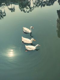 High angle view of swan floating on lake