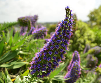 Close-up of purple flowering plant on field