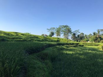 Scenic view of agricultural field against clear sky