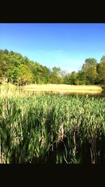 Crops growing on field against clear sky