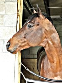 Close-up of horse in stable