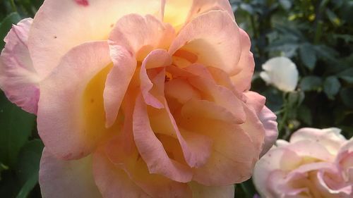 Close-up of pink flower blooming outdoors