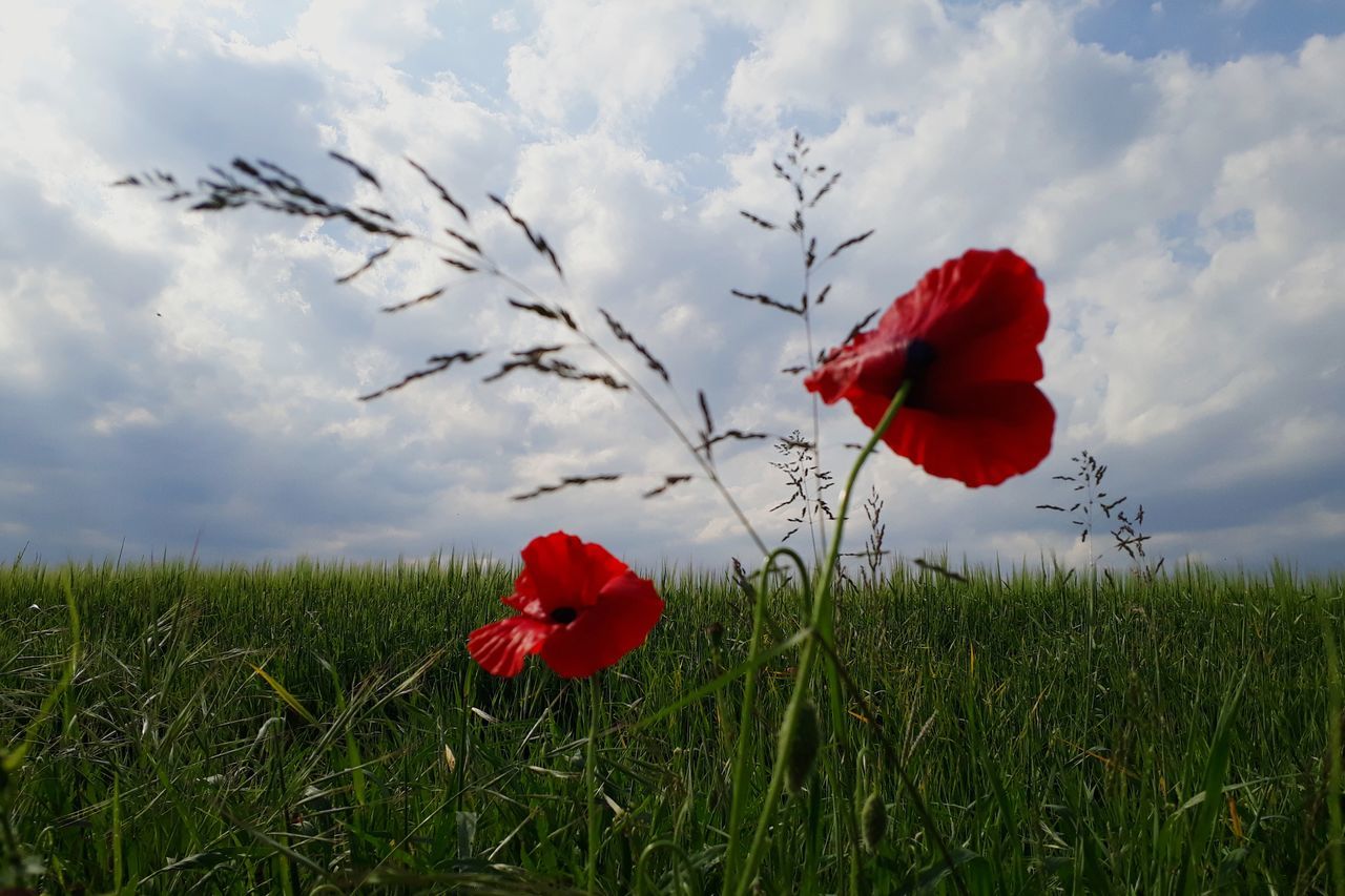 plant, red, flower, flowering plant, beauty in nature, fragility, field, cloud - sky, sky, petal, vulnerability, freshness, land, nature, growth, poppy, inflorescence, flower head, close-up, grass, no people, outdoors