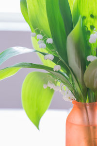 Close-up of potted plant in vase